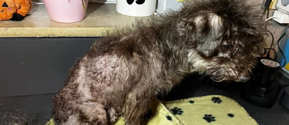 Hund "Patchy" war völlig verwahrlost als er ins Salzufler Tierheim kam. - © Sven Kienscherf