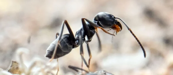 Invasiv, rasant wachsend und nun auch in Nordrhein-Westfalen gesichtet: Dieses Bild zeigt die große Drüsenameise Tapinoma magnum im badischen Schutterwald. - © Uli Deck/dpa