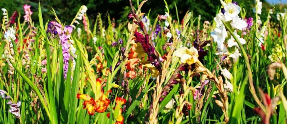 Viele Höfe in OWL öffnen ihre Tore. Bei einer Aktion können Blumen gepflückt werden. - © Symbolbild: Pixabay/wunderBILDlich
