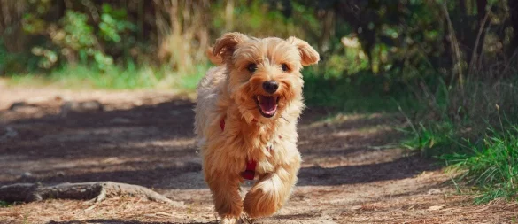 Von Kommune zu Kommune unterschiedlich: Wer in OWL einen Hund hält, zahlt je nach Wohnort bis zu 150 Euro im Jahr an Steuern. - © Symbolbild: Pixabay