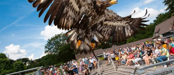 Die Flugshows sind das Highlight bei einem Besuch in der Adlerwarte. - © Adlerwarte Berlebeck
