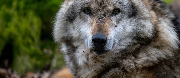 Nach dem Tod eines Schafs im Kreis Höxter gehen Experten dem Verdacht nach, dass ein Wolf hinter der Attacke stecken könnte. - © dpa