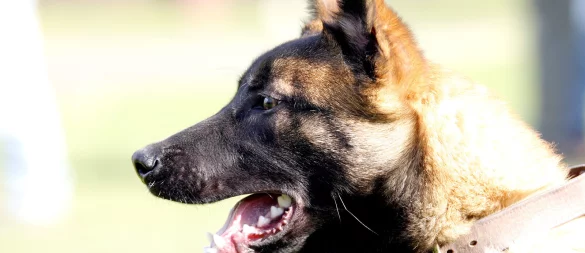 Auf seiner Flucht lief der Schäferhund-Mischling vom Adenauerplatz bis nach Quelle. Dort fing seine Besitzerin ihn ein. - © Stefan Boscher