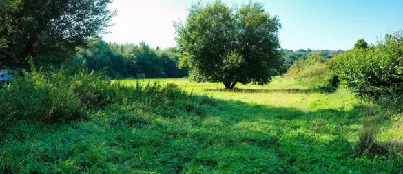 Grüne Idylle im letzten Septmber: Das Areal zwischen Sichterwiese, Wlihelm-Busch- und Arndtstraße ist wegen Tiefbaumaßnahmen inzwischen ordentlich umgegraben worden. Angrenzend soll eine Kita entstehen und der Rest - perspektivisch - vielleicht bebauut werden. - © Archivfoto: Sven Koch ,Sven Koch