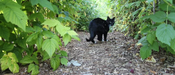 Aus einer niedlichen kleinen Katze wie dieser können in drei Jahren knapp 500 werden, wenn sie sich unkontrolliert vermehren. - © Kyrill von Matuschka/Archivfoto