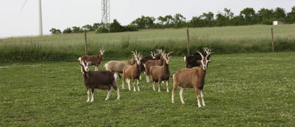 Glücklichere Zeiten im Juni 2025: Die Ziegenherde aus Brakel-Frohnhausen, als Klauenschneiden noch kein Thema war. - © Annelie Reißner