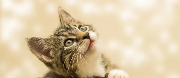Die Feuerwehr Lage wollte eine Katze retten. - © Symbolfoto: Pixabay