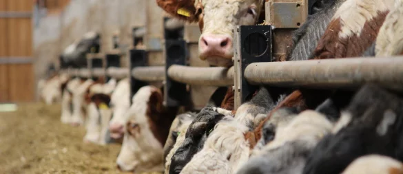 Immer wieder stellen Ämter Verstöße und Mängel in Mastbetrieben - manche sind gravierend, andere dagegen ziemlich harmlos. - © Lukas Brekenkamp