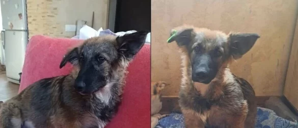 Braucht dringend ein Zuhause: die Hündin, die Jason Jochem aus Detmold im Frontgebiet der Ukraine aufgelesen hat. Alle dortigen Auffangstationen seien überfüllt. - © Bildrechte: Jason Jochem