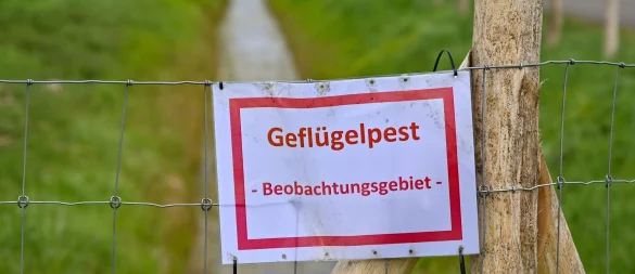 Hat die Geflügelpest Lippe erreicht? Es gibt einen ersten Verdachtsfall. Eine Stallpflicht aber spricht der Kreis noch nicht aus. - © (Symbolbild) dpa/Patrick Pleul