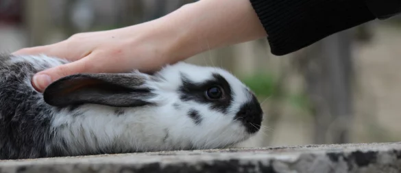 Die Kaninchen hätten die Wildnis nicht überlebt, es sind keine Wild- sondern Haustiere. - © Symbolbild: Pixabay