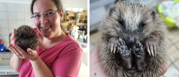 Annabelle Hangelaid aus Bad Salzuflen hilft Igeln. Vier Tiere bringt sie dieses Jahr durch den Winter. Manche wogen kaum 150 Gramm, als sie sie gefunden hat. - © Kirsten Fuhrmann