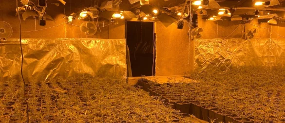 Illegale Cannabisplantage: Ermittler entdeckten 6.000 Pflanzen bei der Razzia in NRW. Der Ort dieser vom LKA verbreiteten Aufnahme ist unbekannt. - © LKA NRW