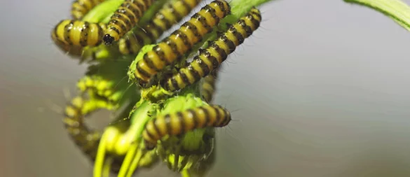 Das bleibt übrig, wenn die Raupen des Blutbären ihr Werk auf einem Stängel Jakobskreuzkraut verrichtet haben - © Robin Jähne
