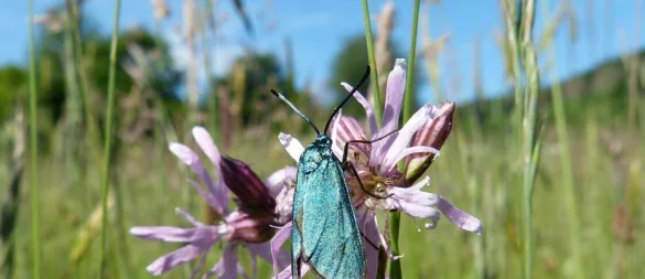 Eine Blumenwiese hilft insbesondere den Insekten. Die wiederum sind Grundlage für das Funktionieren von Ökosystemen. - © Gerd Teuteberg