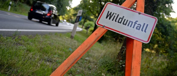 Wildunfall! Einen solchen wollte ein Augustdorfer am Freitag vermeiden, und wich aus. Ein SUV-Fahrer hinter ihm überholte trotzdem, die Fahrzeuge touchierten sich. - © dpa