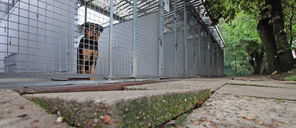 Einige Tiere gelten im Tierheim als unvermittelbar und haben kaum Chancen auf Vermittlung. - © Archivfoto: Vera Gerstendorf-Welle