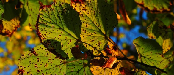 Die Blätter dieser Linde färben sich schon herbstlich. - © Symbolfoto: Pixabay