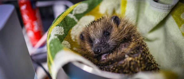 Der Igelhilfe OWL in Herford und Porta Westfalica droht erneut ein Rekordjahr: Schon jetzt haben die Tierfreunde in diesem Jahr mehr als 1.000 Tiere aufgenommen. - © Daniel Salmon