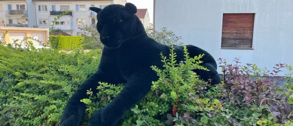 Das "Raubtier" thront auf einer Hecke. - © Polizei Lippe