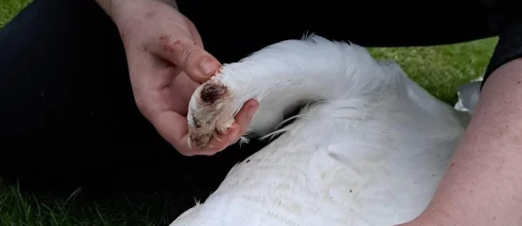 Eine Mitarbeiterin des Vereins Wildtiere OWL untersucht am Pfingstmontag den verletzten Schwan. - © Wildtiere OWL e.V.