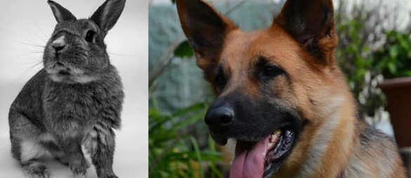 Ein Schäferhund soll in Extertal ein Kaninchen tot gebissen haben. Der Vorfall beschäftigte nun eine Zivilkammer am Landgericht Detmold. - © Symbolbild: Pixabay