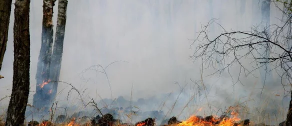 Ein Szenario, das für den Katastrophenschutzbedarfsplan untersucht wurde, ist Hitze, Dürre und Waldbrand. - © Archivfoto: Wald und Holz NRW / T. Deckert
