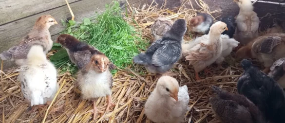 Vom flauschigen Nestling zum Jungtier mit Federn und kleinem Kamm: Die Kita-Kinder lernten die Entwicklung von Hühnern hautnah kennen. - © Stiftung Eben Ezer