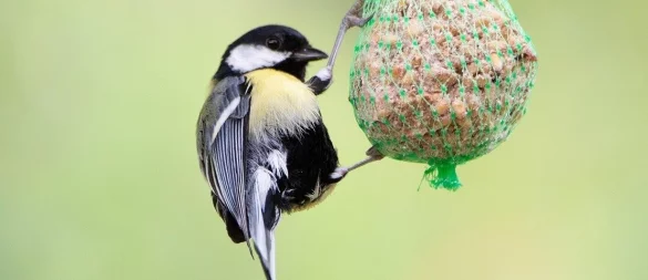 Ein Bild aus besseren Tagen, denn diesen Winter droht vielen Meisen eine strenge Diät.. - © Pixabay/steffen-v