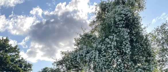 Der alte Birnbaum ist unter dieser prächtigen "Bobby James"-Ramblerrose kaum noch zu sehen. - © Nicole Heithecker
