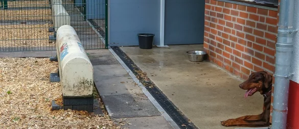 Endlich Ruhe im Haus: Eine Wohltat für viele der "Insassen" des Bielefelder Tierheims. - © Susanne Lahr (Archiv)