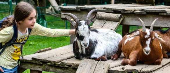 Bei der großen LZ-Reporter-Rallye am 6. September im Tierpark Herford müssen Kinder und Jugendliche genau zu den Vierbeinern recherchieren – und können mit etwas Glück einen Tag als Tierpfleger gewinnen. - © Daniel Salmon