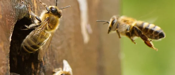 Offene Glascontainer können für Bienen zur tödlichen Gefahr werden. - © Symbolbild: Pixabay