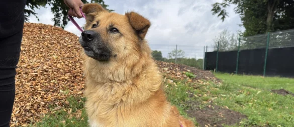 Hund "Basti" ist über eine Tierschutzorganisation von Rumänien nach Deutschland gekommen. - © Sven Kienscherf
