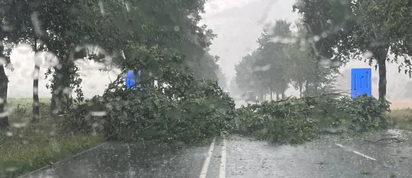 Ein Baum ist am Donnerstagnachmittag auf die Ostwestfalenstraße gestürzt. - © Polizei Lippe