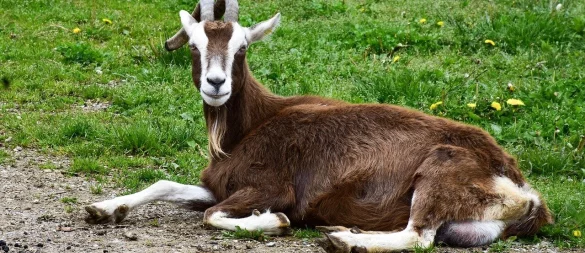 In Frohnhausen ist eine Thüringer Waldziege (Symbolbild) entwischt. - © Pixabay/RitaE