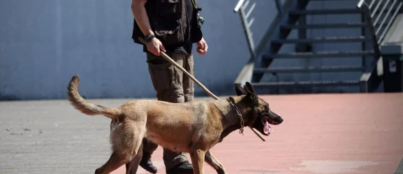 Archivbild: Bei der Suche nach Waffen und Sprengsätzen - so wie hier vor einer Bielefelder Disco - kommen meist belgische Schäferhunde zum Einsatz. Auch im Naava suchte ein Hund über Stunden. - © Paul Brinkmann