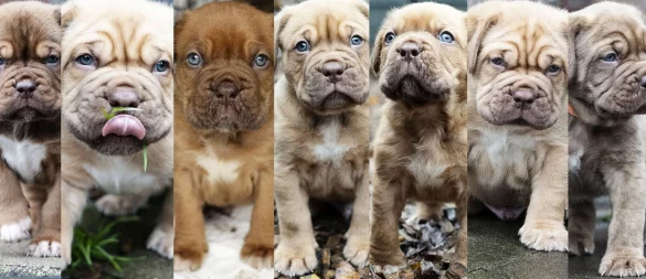 So jung und schon so faltig: Die "Problemkinder" aus dem Bielefelder Tierheim suchen jetzt ein neues Zuhause. Das Interesse an ihnen ist trotz allem riesig. - © Steffi Behrmann