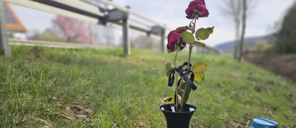 Blumen und eine Kerze erinnern an den tödlichen Unfall vom 7. März auf der Umgehungstraße in Lügde. Ein 54-Jähriger ist hier gestorben, weil sich ein anderer Mann (29) das Leben nehmen wollte. - © Janet König