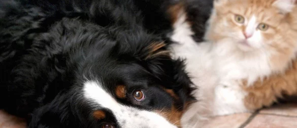 Wie gefährlich ist die Vogelgrippe für Katzen und Hunde? Eine Tierärztin aus OWL klärt auf. - © ddp