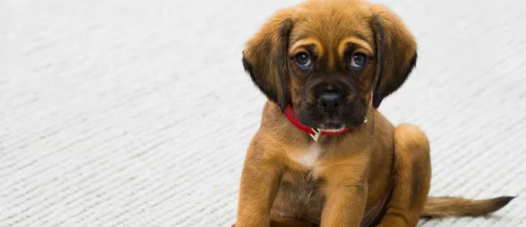 In Stemwede und Halle wurden 75 Hunde sichergestellt. Es besteht Verdacht auf illegalen Welpenhandel. - © Symbolfoto: pexe | Torsten Dettlaff