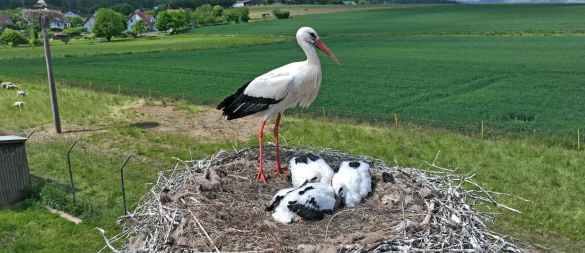 Diesen jungen Störchen in Elbrinxen geht es gut. Doch die harte, trockene Zeit hat den Storcheneltern das Leben schwer gemacht. - © Robin Jähne