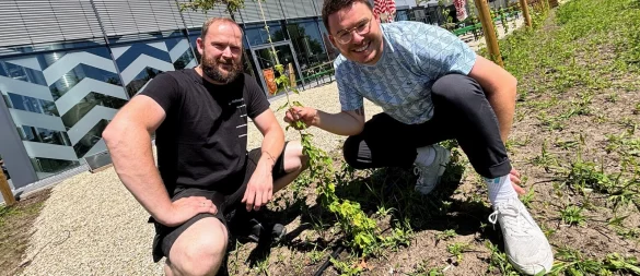 Braumeister Torsten Vullriede und Geschäftsführer Mike Cacic hegen und pflegen ihren neuen Hopfengarten direkt an der Brauerei. Foto: Eike J. Horstmann - © Eike J. Horstmann