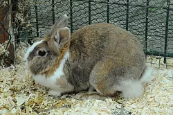 Juli leidet unter EC (Encephalitozoon cuniculi) auch bekannt als Sternenguckerkrankheit. Die ist &uuml;bertragbar. Das macht sie und ihren Sohn Jackson schwer vermittelbar. - &copy; Heiko Kaiser