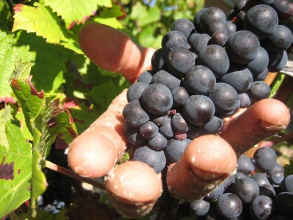 Die Weinlese in der Champagne ist Handarbeit. (Archivbild) - © picture alliance / dpa