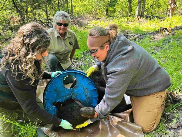 Wie genau der Deckel an den Hals des Bären geriet, sei unklar, teilte die Naturschutzbehörde mit. - © Uncredited/Michigan Department of Natural Resources/AP/dpa