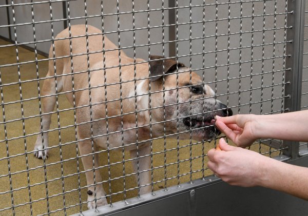 Der Staffordshire-Terrier-Mischling "Chico" soll seine 27 und 52 Jahre alten Besitzer in ihrer Wohnung in einem Mehrfamilienhaus getötet haben. - © Holger Hollemann/dpa
