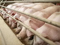 - &copy; SYMBOLFOTO: DPA