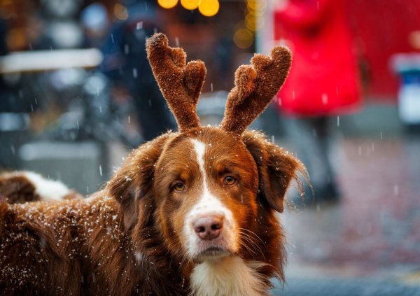 Festlich geschmückt, aber fehl am Platz: Für Hunde können Weihnachtsmärkte mit Menschenmengen und Lärm puren Stress bedeuten. - © Andreas Arnold/dpa/dpa-tmn