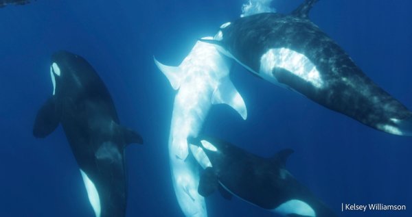 Die Orcas gehen gezielt auf den Bauch des Walhais. - © Kelsey Williamson/-/dpa